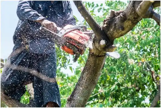 tree services H. Rivera Colón